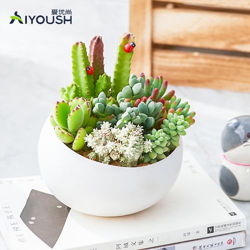 爱优尚多肉植物组合盆栽稀u有品种卧室寝室桌面清新可爱肉肉植物