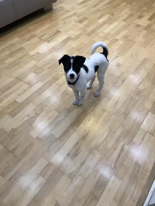 武汉黑白小土狗无偿领养