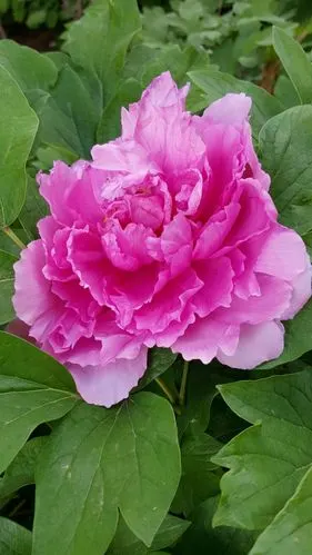 国色天香!高贵典雅!我喜欢牡丹花!