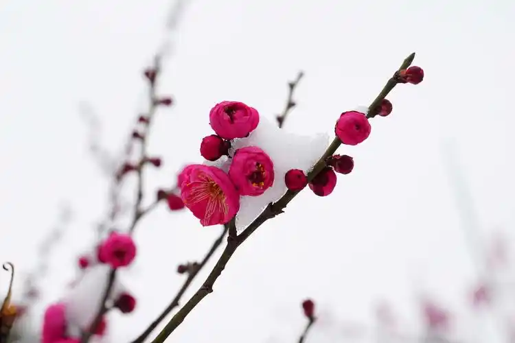 傲雪红梅,梅花俏