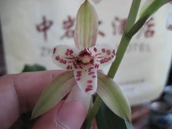 中岩彩蝶开花了-建兰篇-中国兰花交易网社区