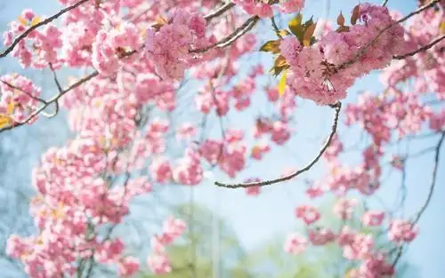 春天开满了美丽的鲜花,高清壁纸图片,鲜花背景-回车桌面