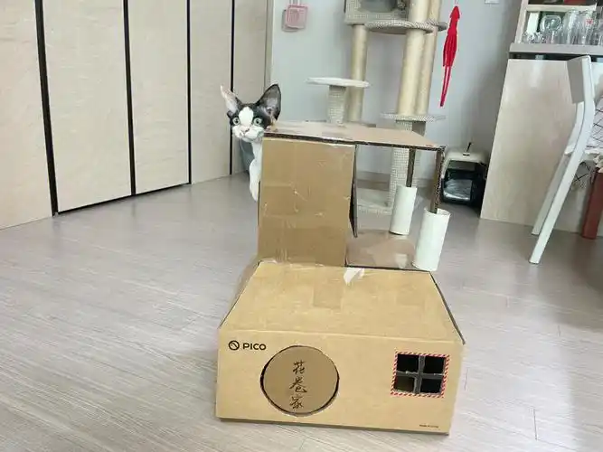 猫主子得到一个纸箱做的家