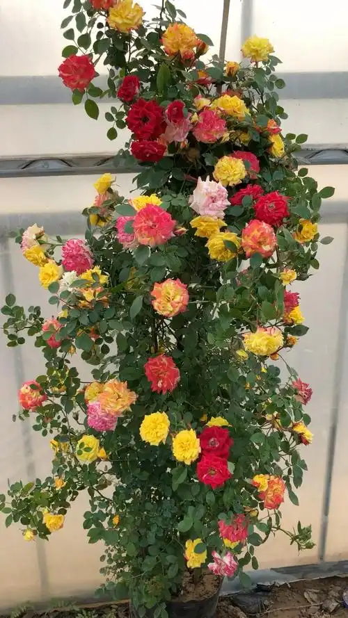 传说中的小五彩月季