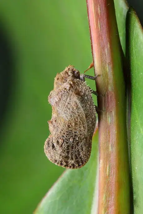 同翅目·蜡蝉科·蜡蝉属:蛾蜡蝉