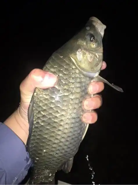 鱼的繁殖期怎样夜晚钓鱼,请问鱼的繁殖期是几月份?