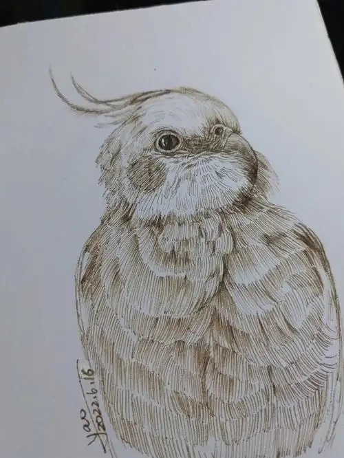 今日速写这是一只可爱的小鹦鹉