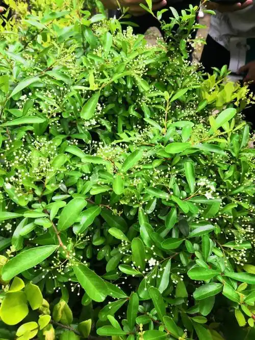 火棘pyracanthafortuneanamaximli