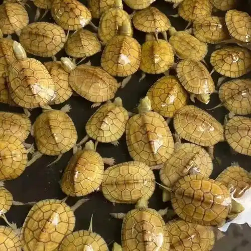 一折金钱龟 活体 纯种_纯种皖南小青龟苗活体乌龟黄喉拟水龟观赏龟