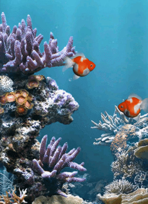 800_1100竖版 竖屏gif 动态图 动图