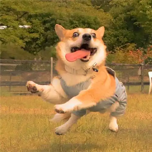 搞笑图片快乐的小狗头像_动物头像_头像屋