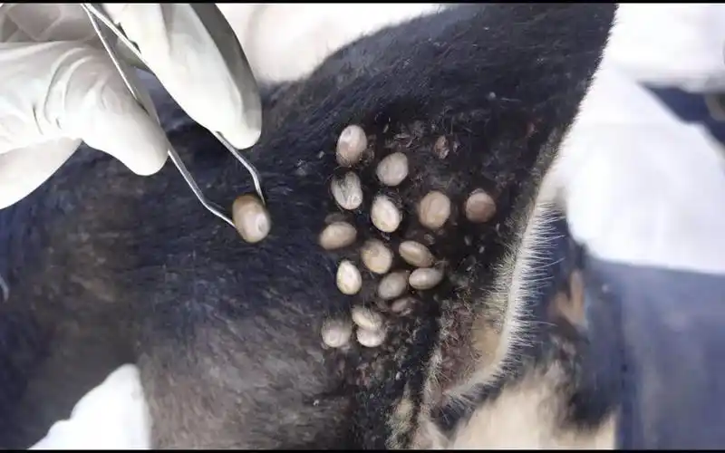 大黑流浪狗身上满是大蜱虫,眼睛险被蜱虫钻进,爪子里也一堆