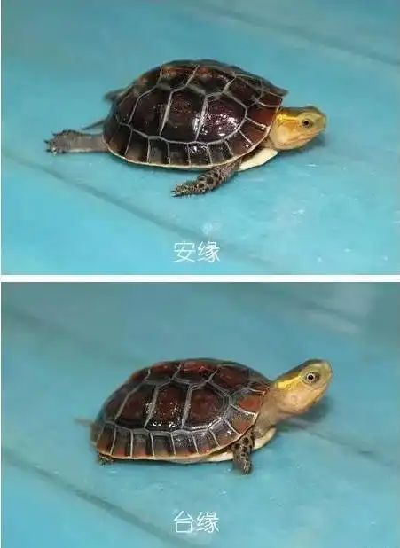 【缘龟正传】-鉴别安缘台缘特俗性,两例不典型的安缘苗和台缘苗的区别