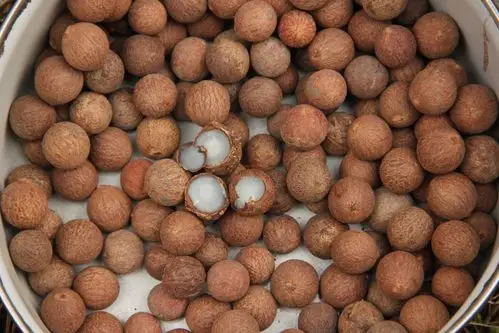 它的叶子就是制作贝叶经的材料,菩提根就是贝叶棕的树籽,表面看就是一