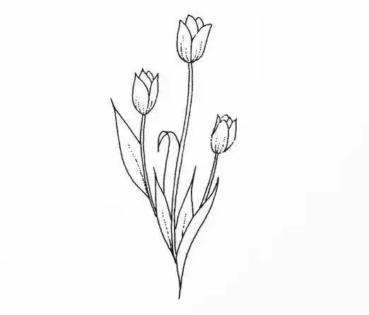 干货!教你画花卉简笔画,学会几分钟一幅画,简单易学