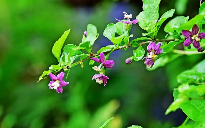我家枸杞花正艳