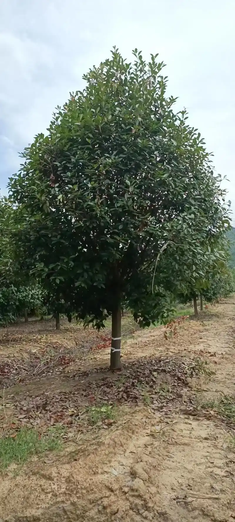 求购红叶石楠树高度4.5米冠幅4米=2棵(土球1.05米)  - 抖音
