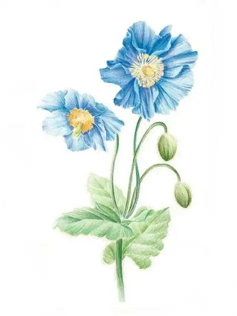 彩铅画花卉植物 彩铅画植物花卉图片