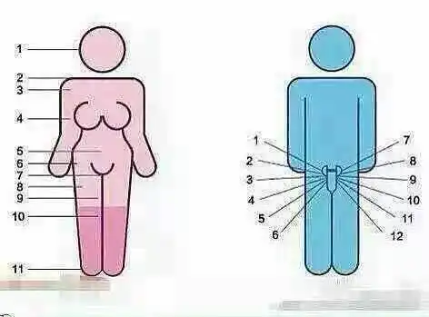 男人女人敏感点分布图