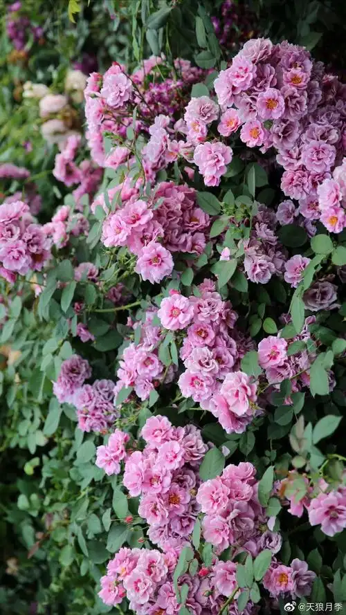 花量极大的月季【紫晶巴比伦】似乎有了紫藤花的梦幻感紫色的团状花朵
