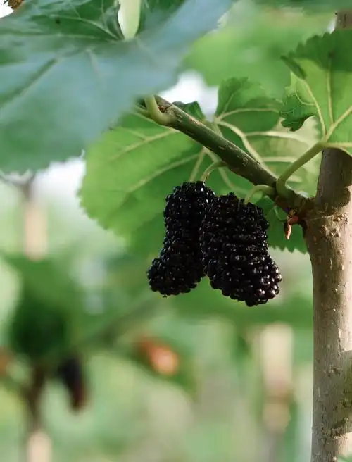 "我们小时候没什么玩的,也没有零食可以吃,能在田野间发现一棵桑树,吃