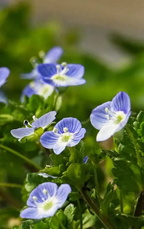 阿拉伯婆婆纳花