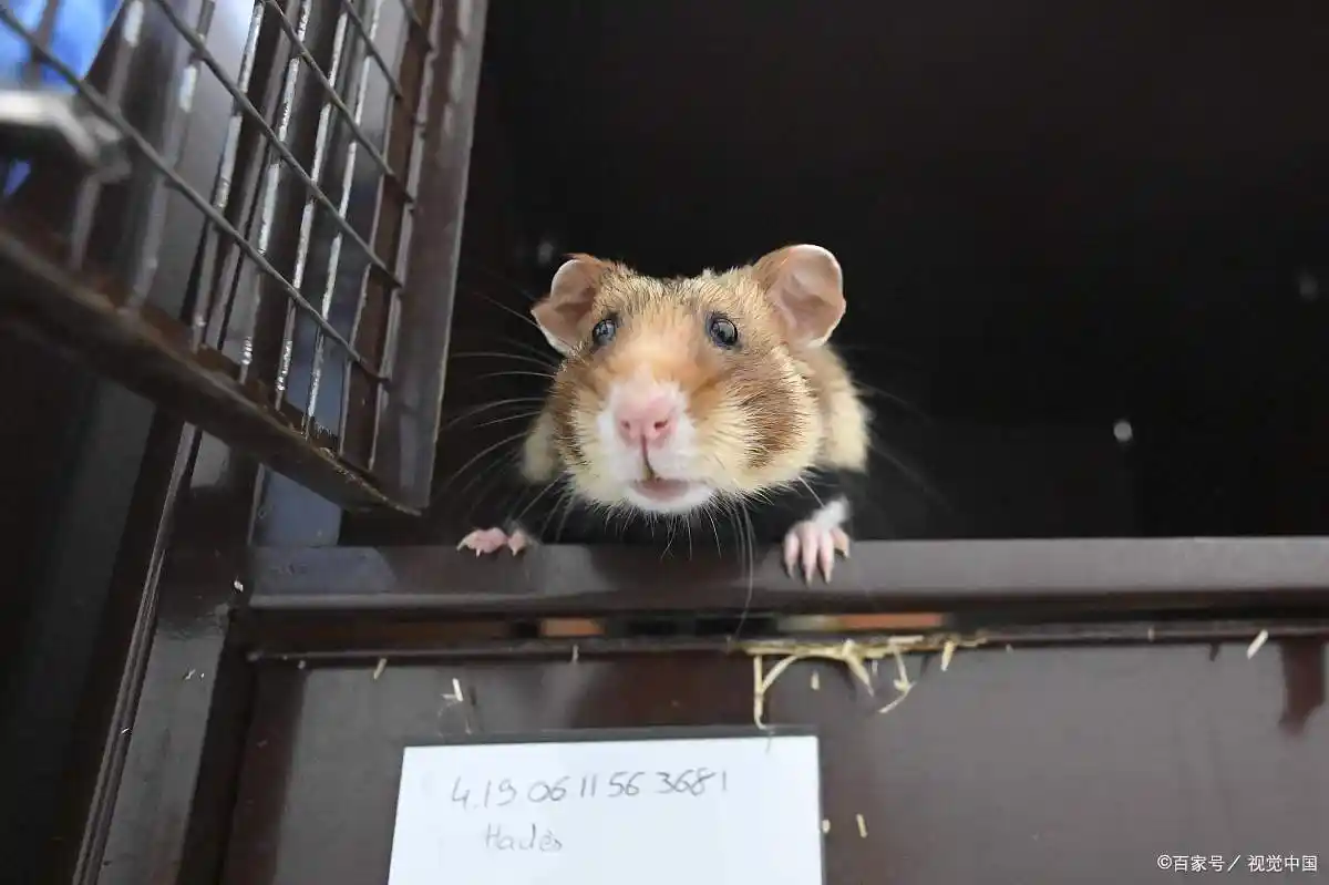 仓鼠拉稀眼睛睁不开