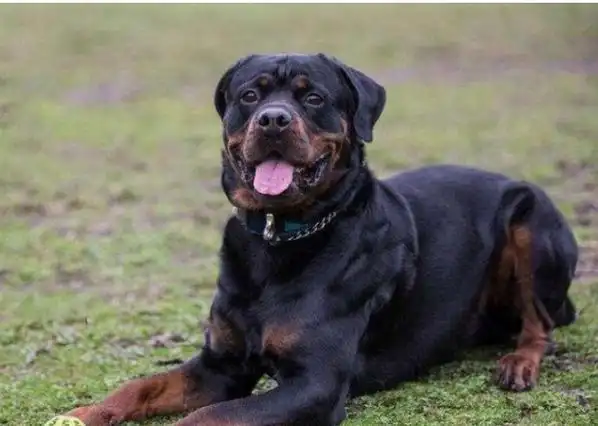 世界优秀警犬十大排名_团队问吧网