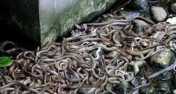 现场简直就是人间炼狱,十分恐怖,蛇岛之名瞬间传开.