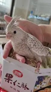 鹦鹉活物小鸟手养活鸟类鸟体宠物大型会说的玄凤鸟粮家养244人付款28