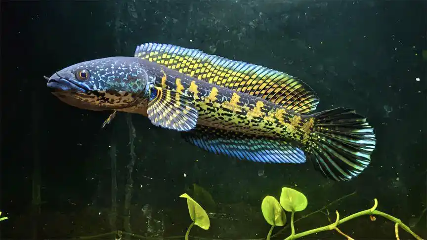 男子逗鱼反被鱼咬,咬人的黄金眼镜蛇雷龙是什么鱼?