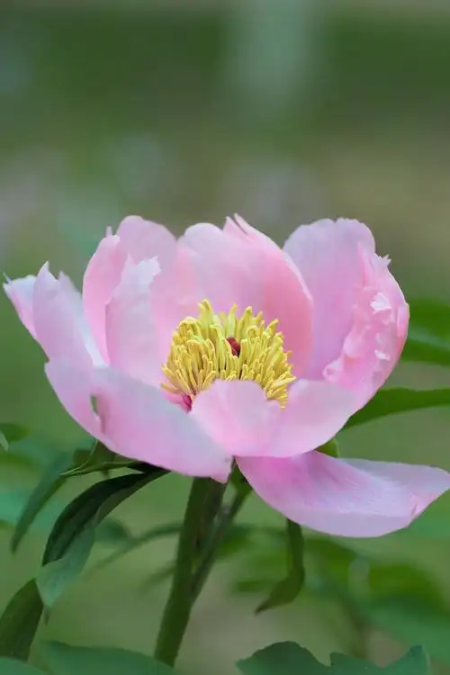 赏牡丹2020年05月09日天公作美,毛毛细雨中拍下牡丹花晶莹剔透的靓丽