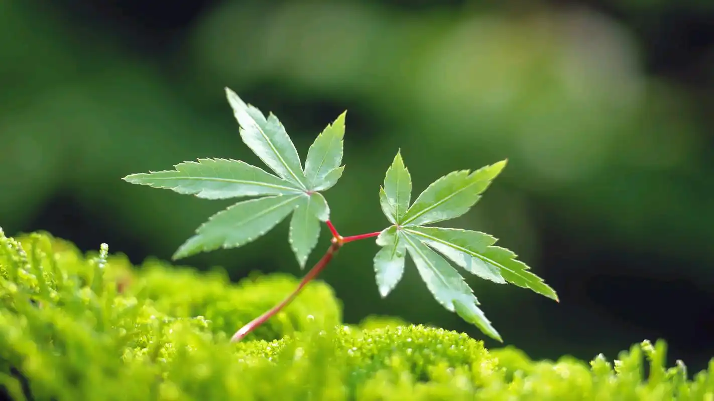 小清新嫩芽绿色护眼精选高清桌面壁纸大全下载