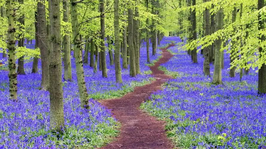 赫特福德郡蓝铃花树林-windows主题壁纸 - 1920x1080 壁纸下载 -10wal