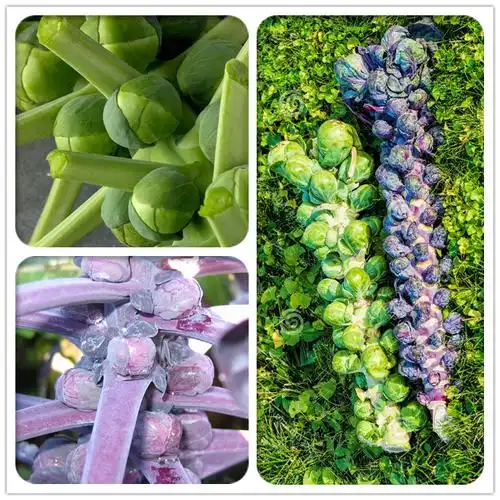 荷兰甘蓝菜种子紫色绿色牛心羽衣孢子甘蓝进口卷心菜种子盆栽进口孢子