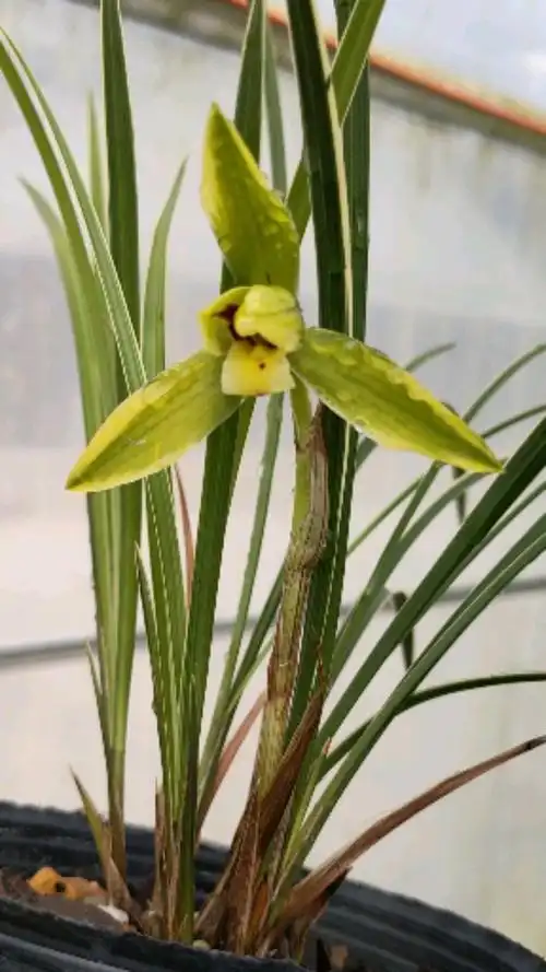 皎月兰花春兰花艺双全叶带金边的爱开花的品种叶子细长飘逸,叶姿优美
