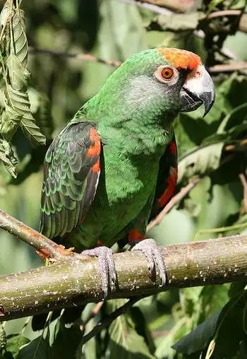 p>贾丁氏鹦鹉(学名: i>poicephalus gulielmi /i>) 在poicephalus属