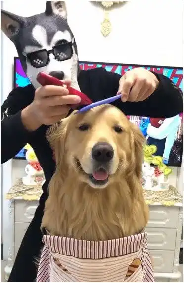 金毛趁周末做了个头发,看到镜子中的自己萌哭了