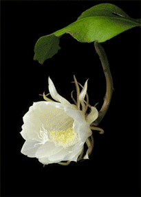 刚出的《最美动态花册》,太漂亮了,打开看看!