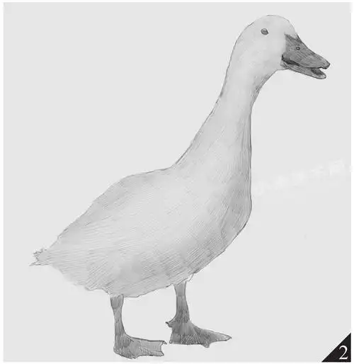 鸭子的素描画法步骤图示02