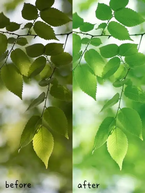 逆光中的绿叶调色教程