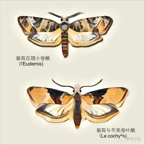 葡萄花翘小卷蛾(lobesia botrana)与葡萄与苹果卷叶蛾(eupoecilia