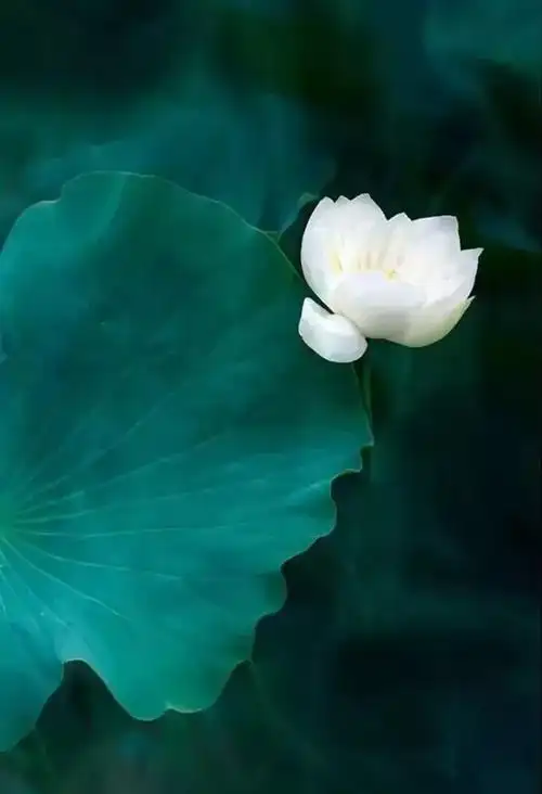 我若佛前一朵莲