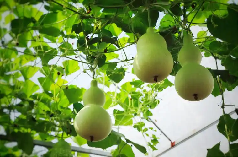 葫芦娃,葫芦娃,一根藤上七个瓜