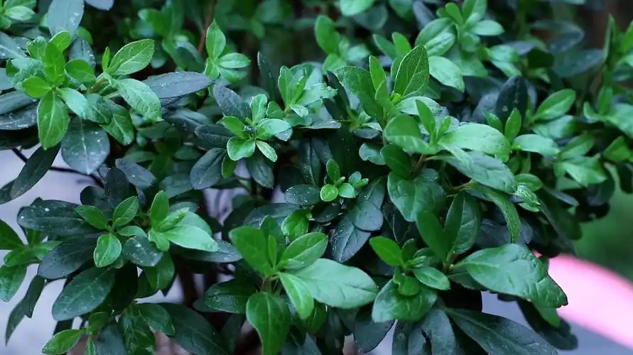 杜鹃花应该怎样养护