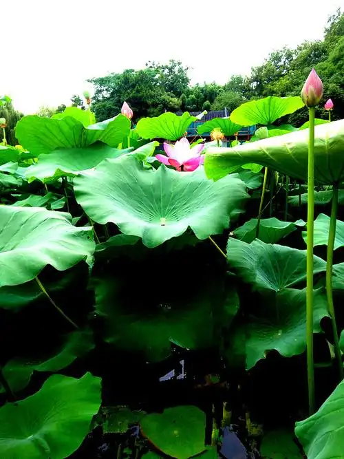 【原创】五律· 夏日荷花