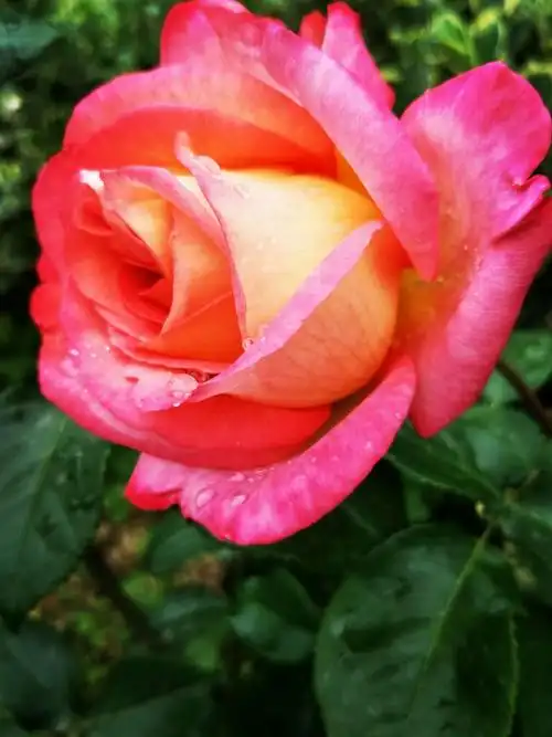 写美篇赞   月季花 立身百花园,不弃草丛间. 艳丽比玫瑰,暗香胜牡丹.