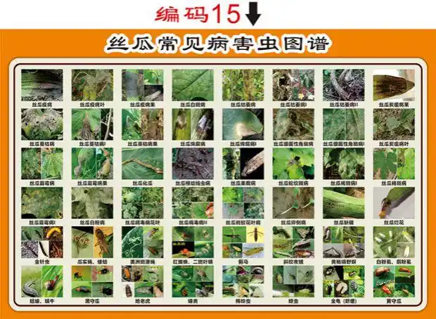 粮食作物小麦玉米水稻常见病虫害图谱海报pp背胶贴纸定制乳白色水稻50