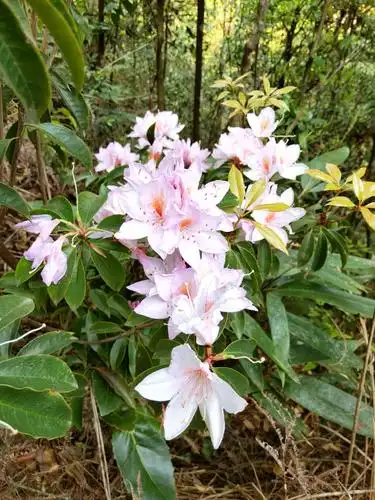 野杜鹃花