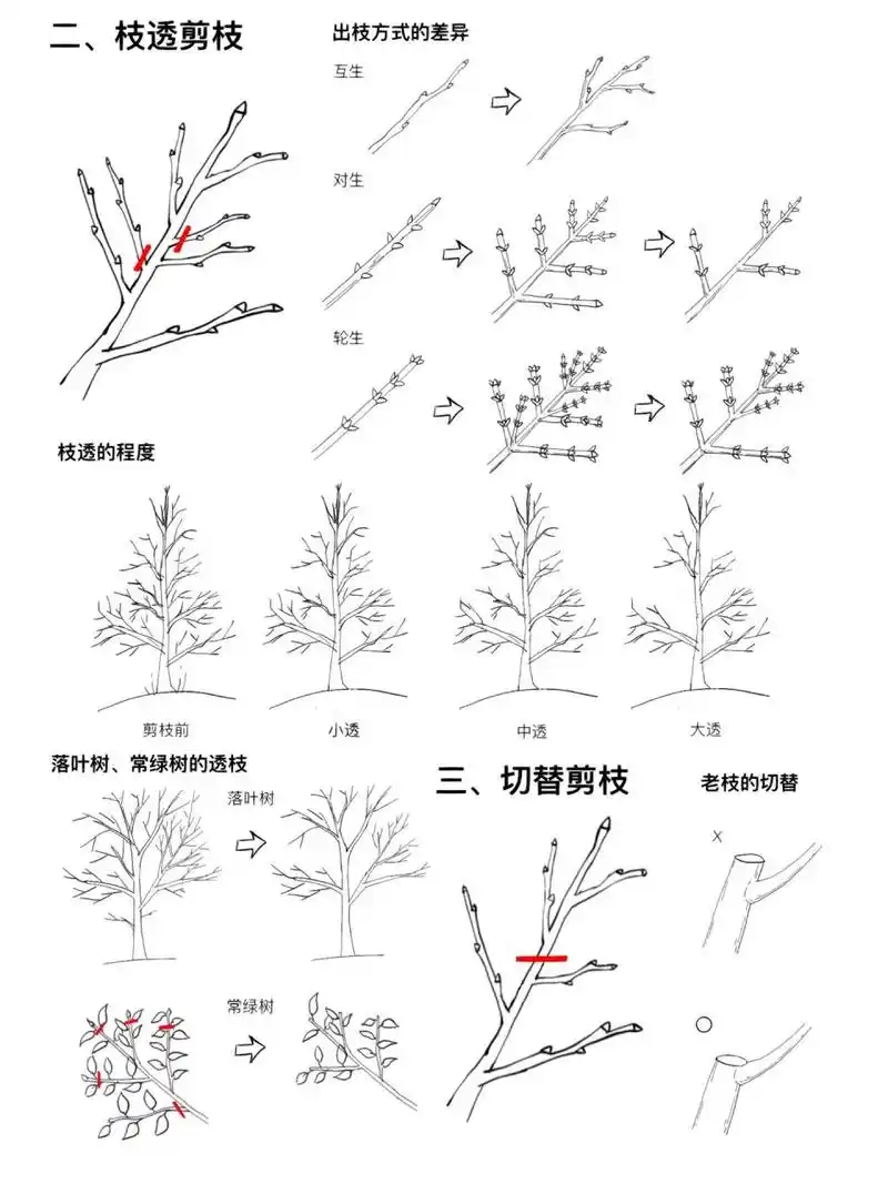 促使树木生长的剪枝(三)  二,枝透剪枝 在树枝长
